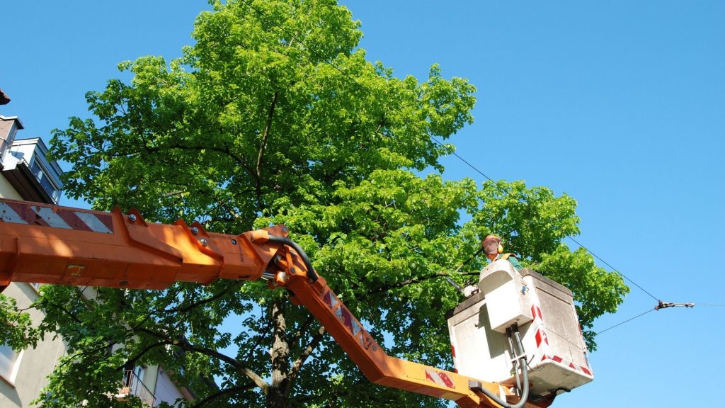 What is the Value of Tree Services?