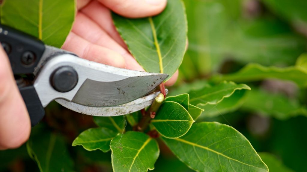 Duluth Tree Service - Tree Pruning