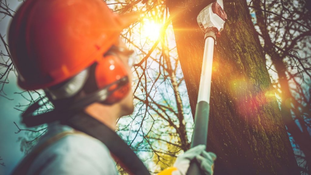 Tree Removal Service Duluth GA