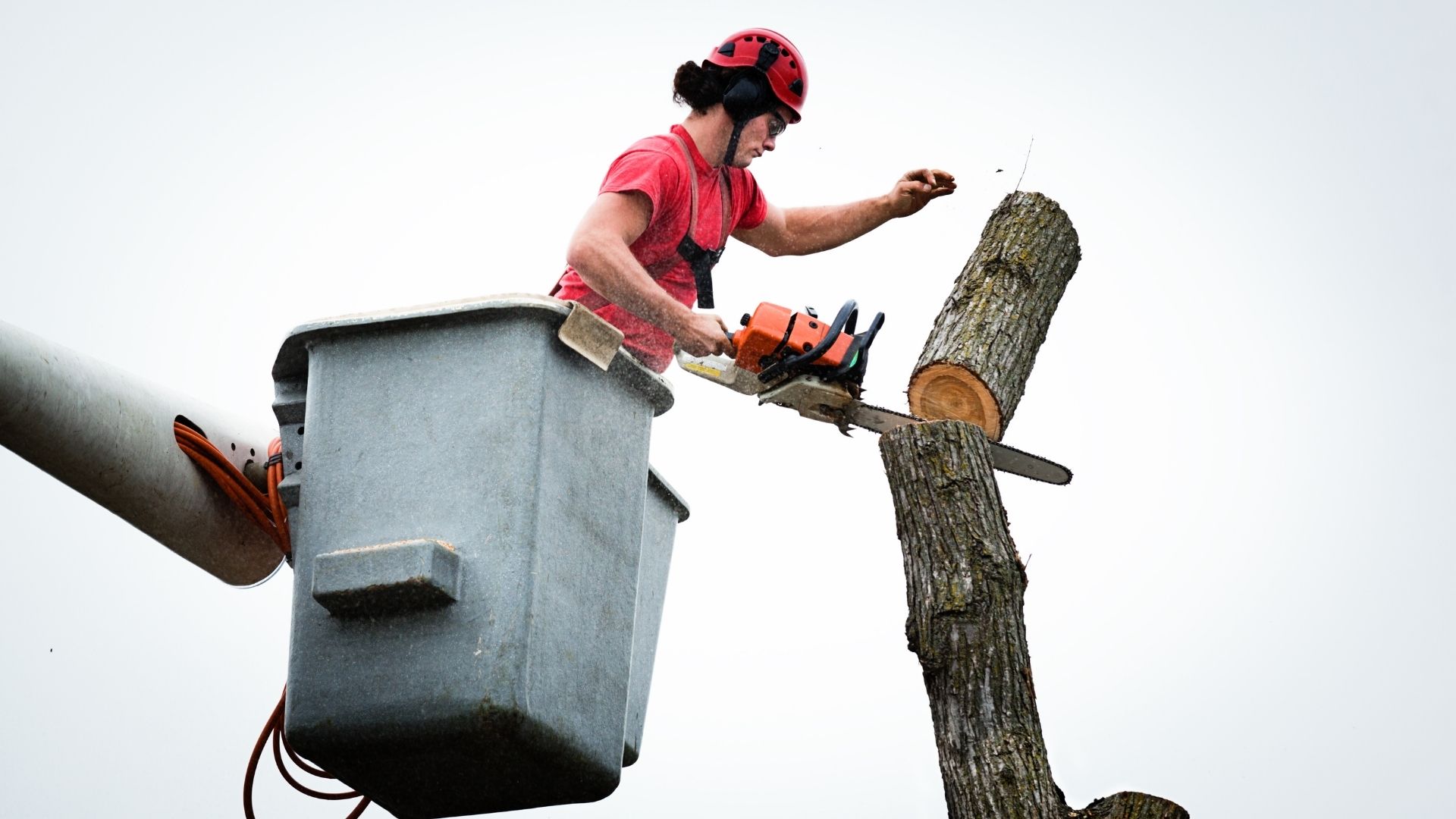 The benefits of hiring a professional tree service