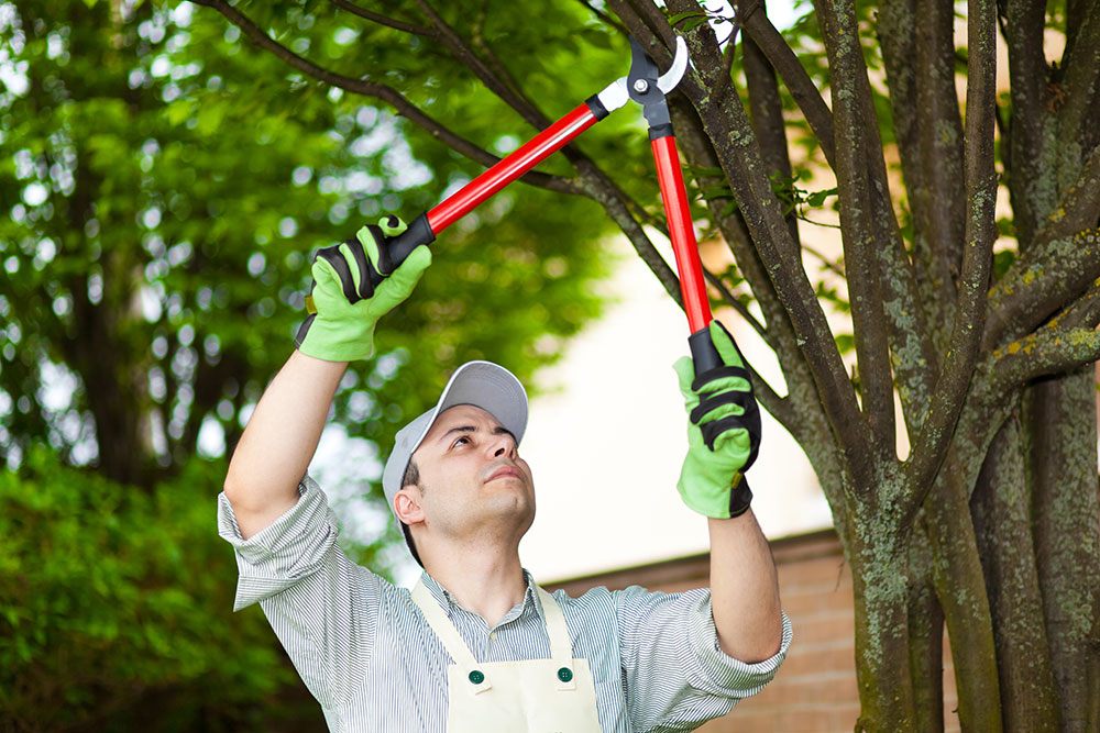 Why is it necessary to prune your trees at the optimum time of year?
