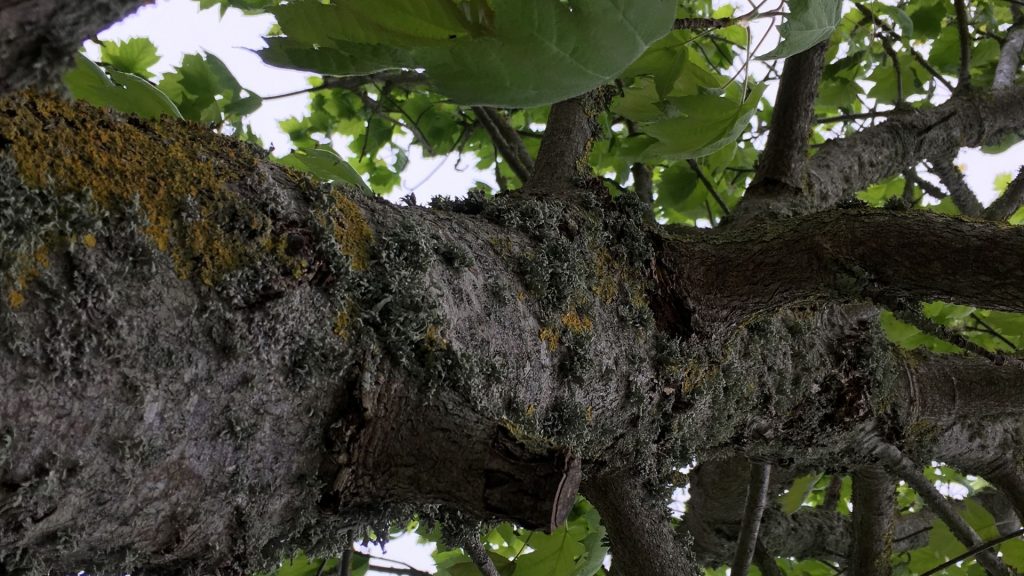 Duluth Tree Services