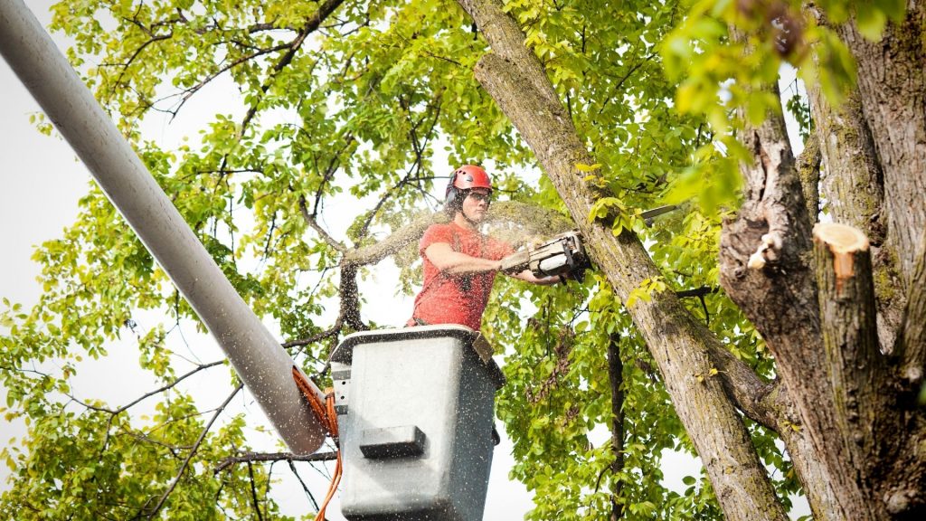 The benefits of hiring a professional tree service company.